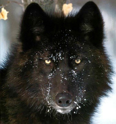 blackwolf